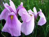 Iris laevigata `Rose Queen`